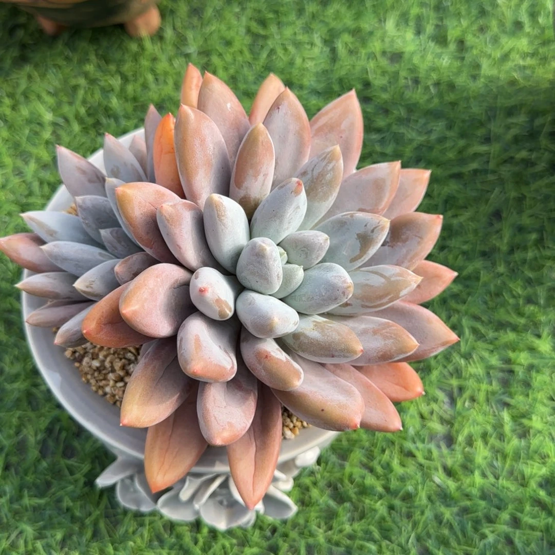 哥特彩体一物一拍