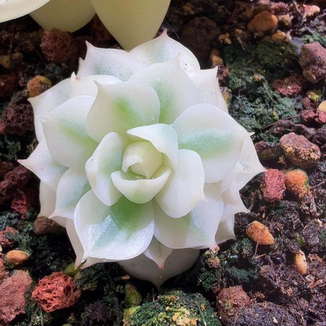 雪域锦，多肉植物。