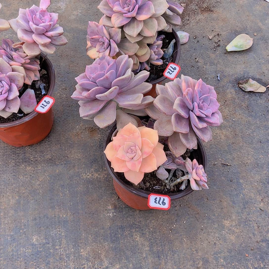 芋***糖老三多肉一物一拍家里972973两颗紫乐锦