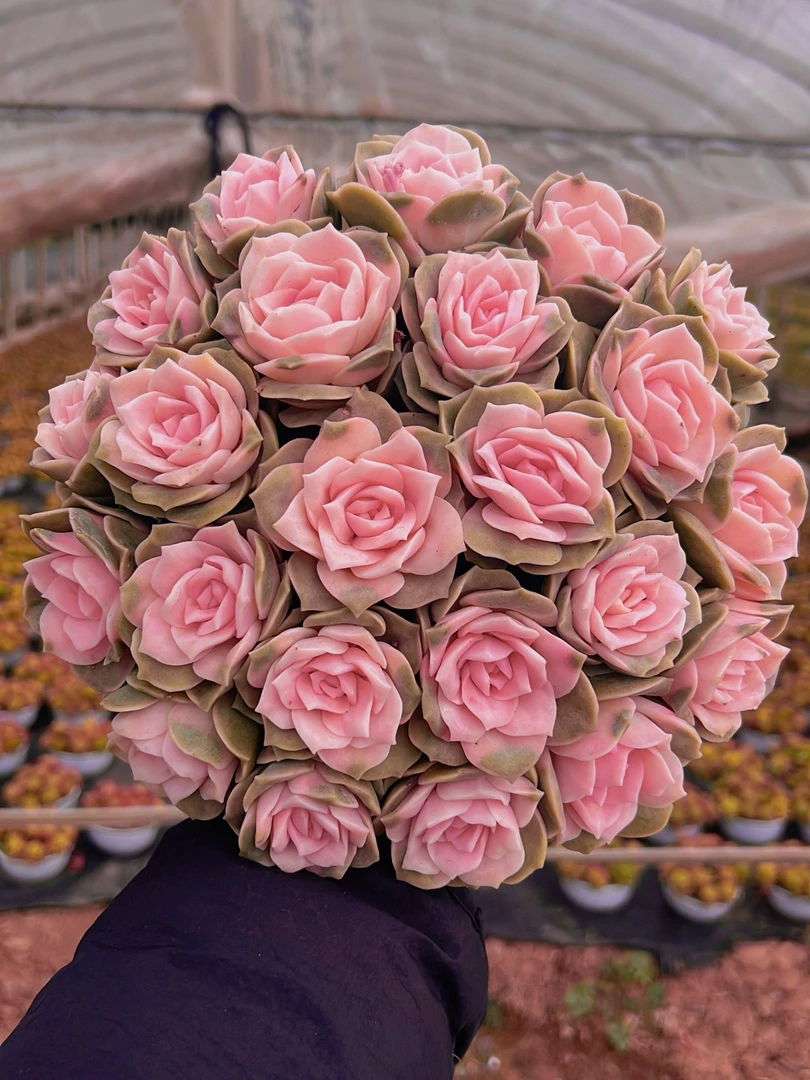 XP大盆甜心玫瑰 颜色好看带盆带土非常好养适合新手耐热