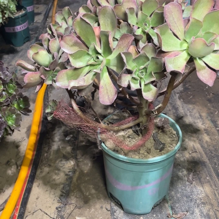 心****227红富士多肉植物多肉