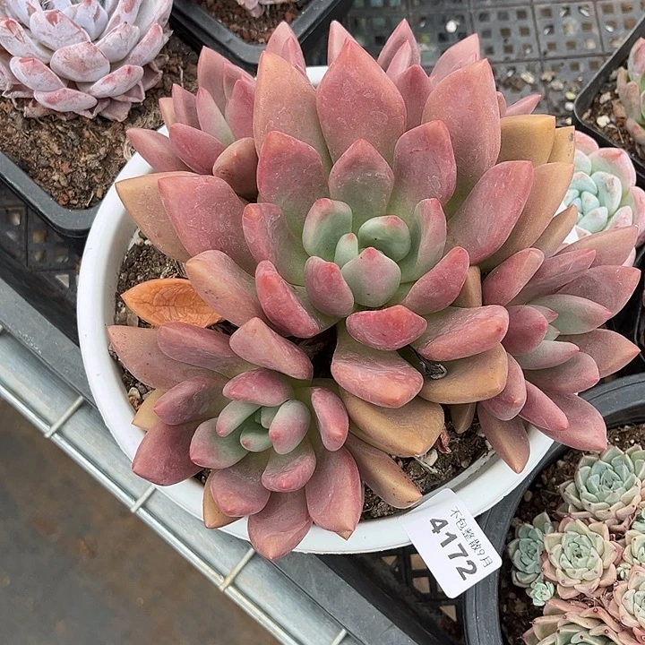 阿雅园艺。   4172桃花源