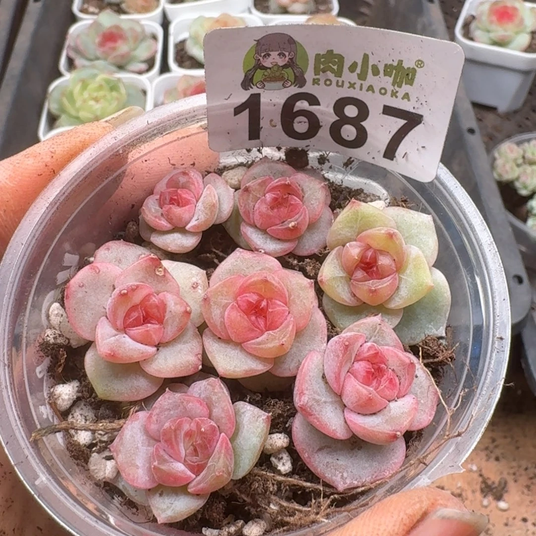 多肉植物多肉植物