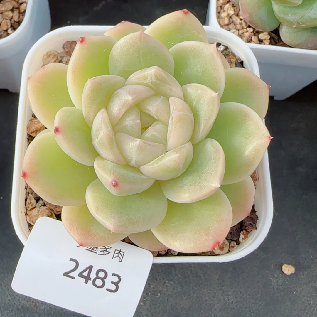 白体珍妮，2483多肉植物