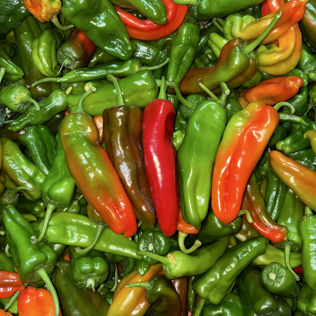 【五彩辣椒】现摘现发微辣特色农家彩椒炒菜椒饱满汁厚