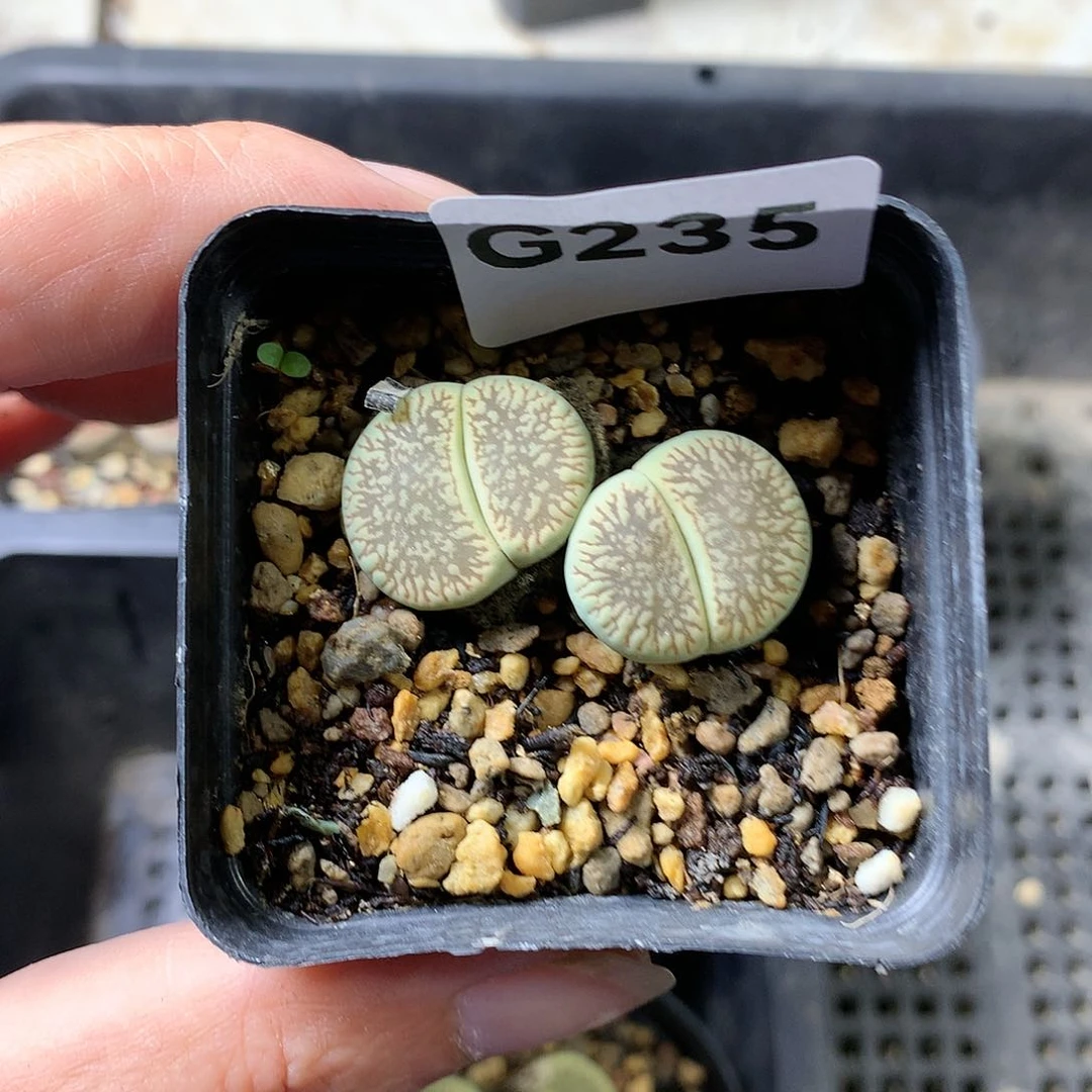 瓶**鱼G235多肉植物保护
