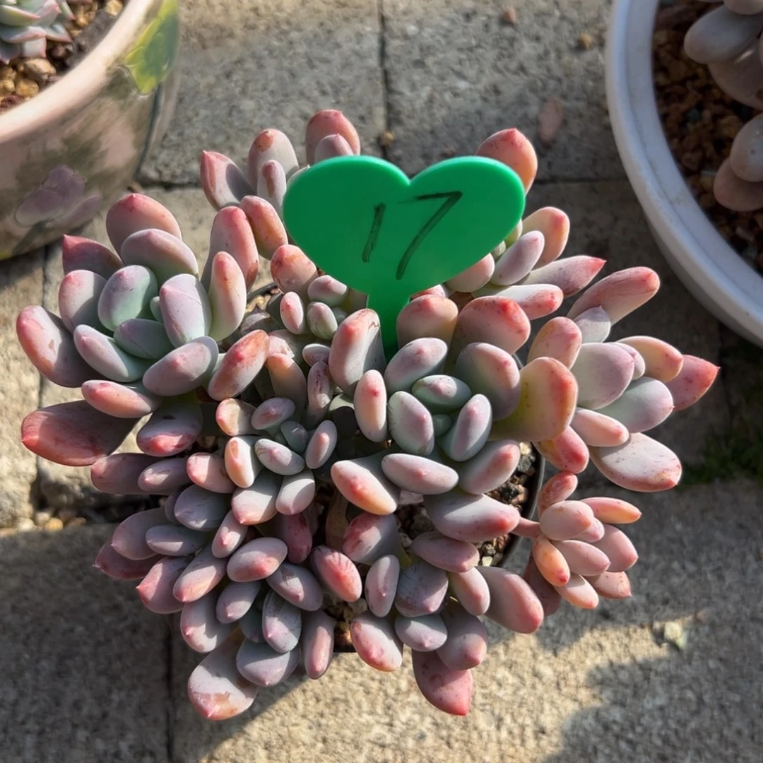 汐*多肉植物一物一拍