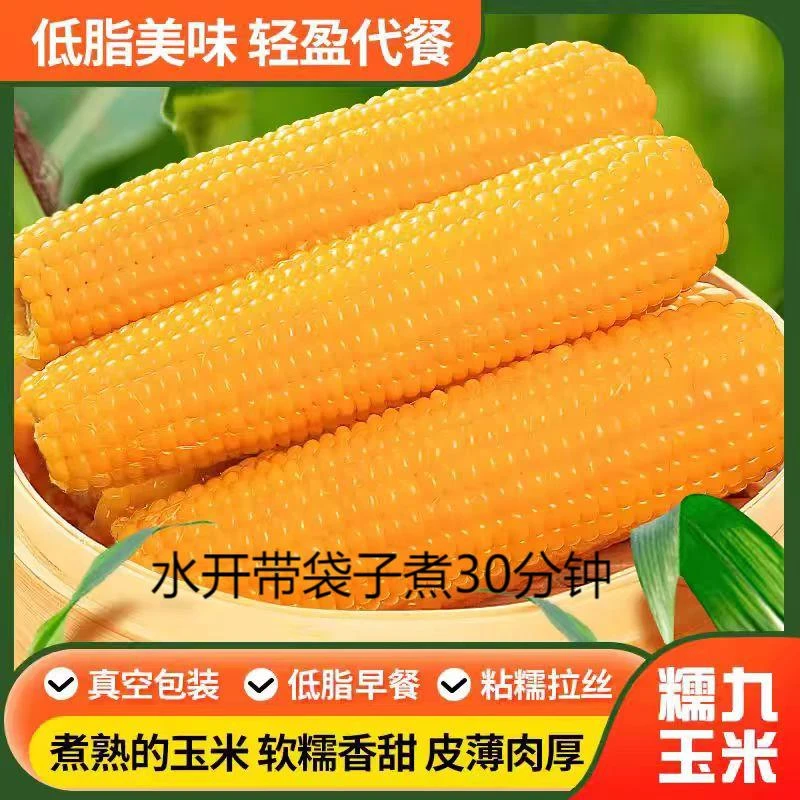 2025年头茬东北香糯黄玉米262（小棒）10棒