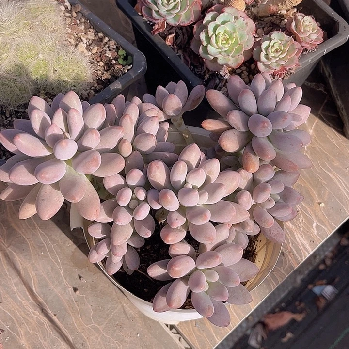 粉恋27199多肉植物