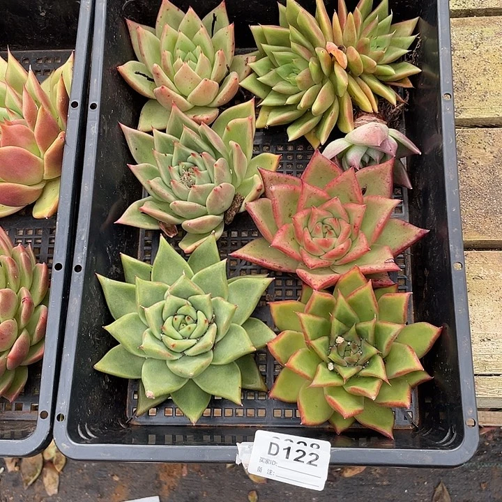 若如东云单拍D122