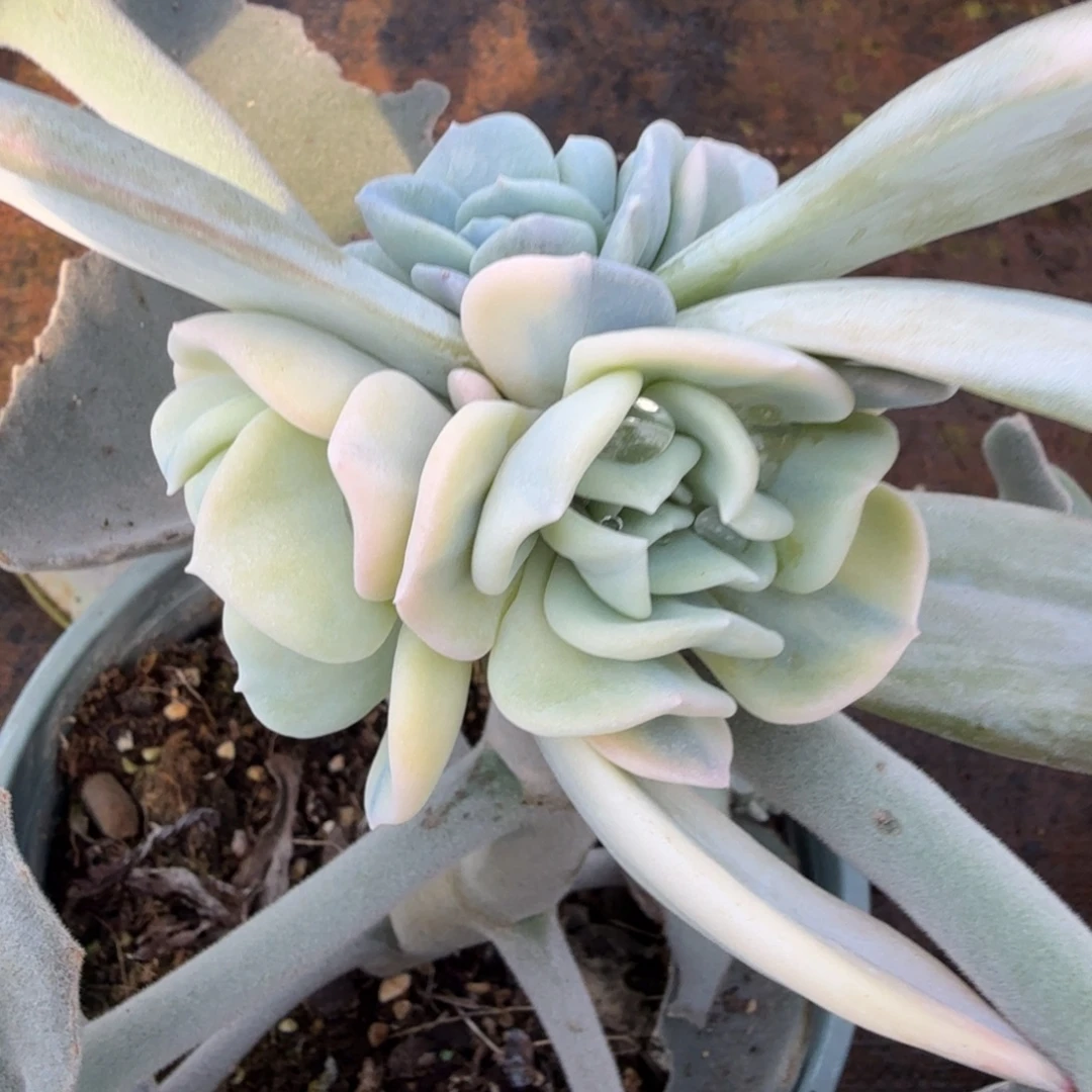 雪特锦底座，多肉锦