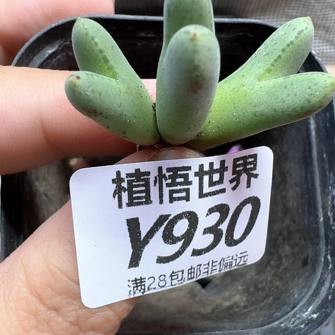 多肉植物的润泽和ff