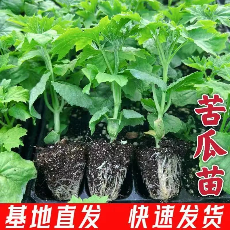 四季高产特大早熟苦瓜秧苗新鲜荷兰苦瓜苗苹果苦瓜大肉苦瓜