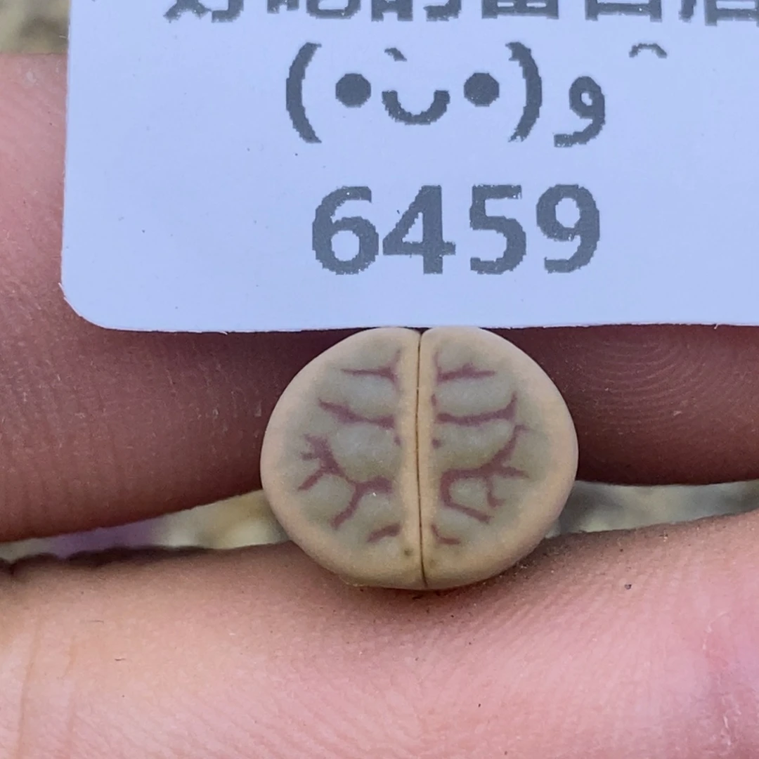 6459。线绚烂。。。。。。。