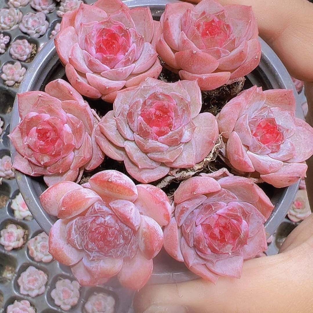 草莓果酱3个苗19包邮