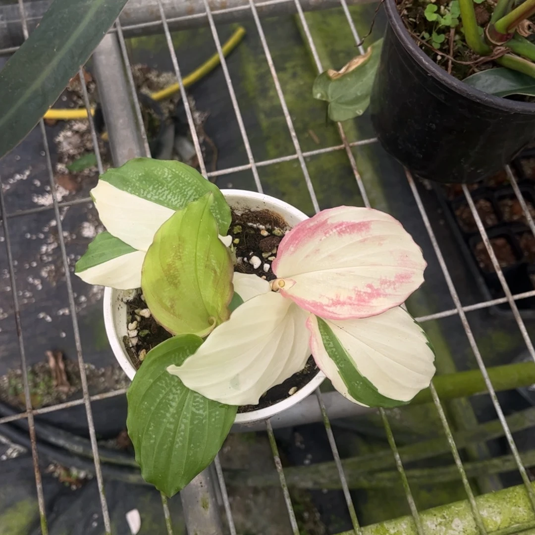 不开花植物孔雀姜锦23