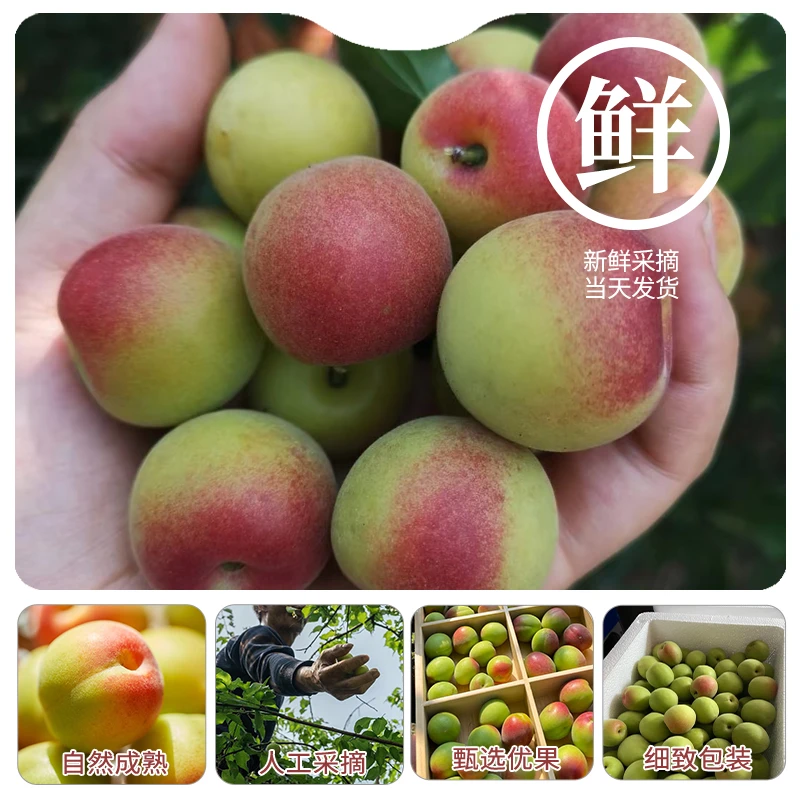 云南胭脂梅新鲜胭脂梅红梅鲜果泡酒制酱腌制青梅果酒酸梅子