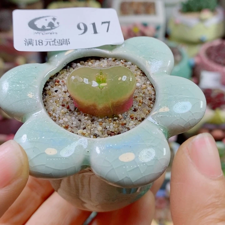 生石花花花花花花花917