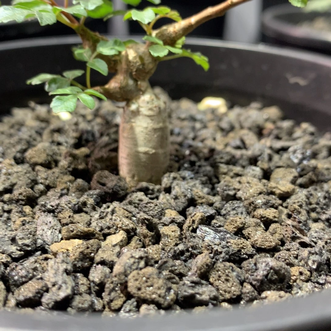 大***咯念珠橄榄实生带盆