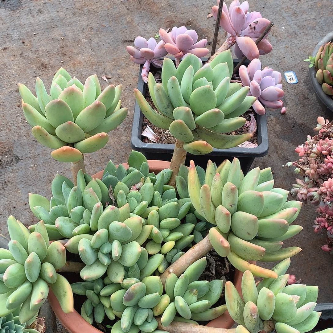 242海洋之星一物一拍多肉