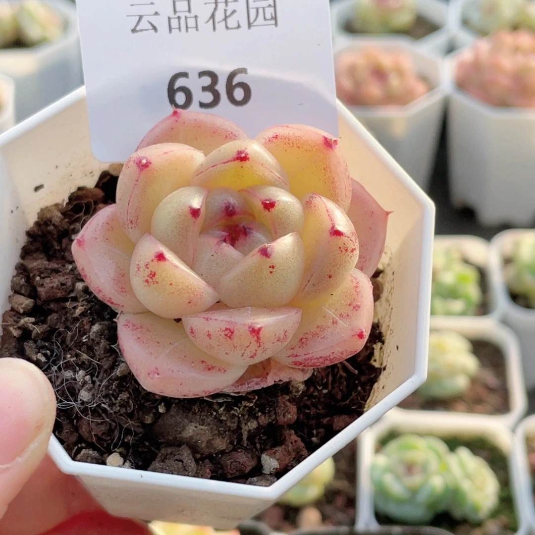 小***主636号糖心冰心珍妮 M100