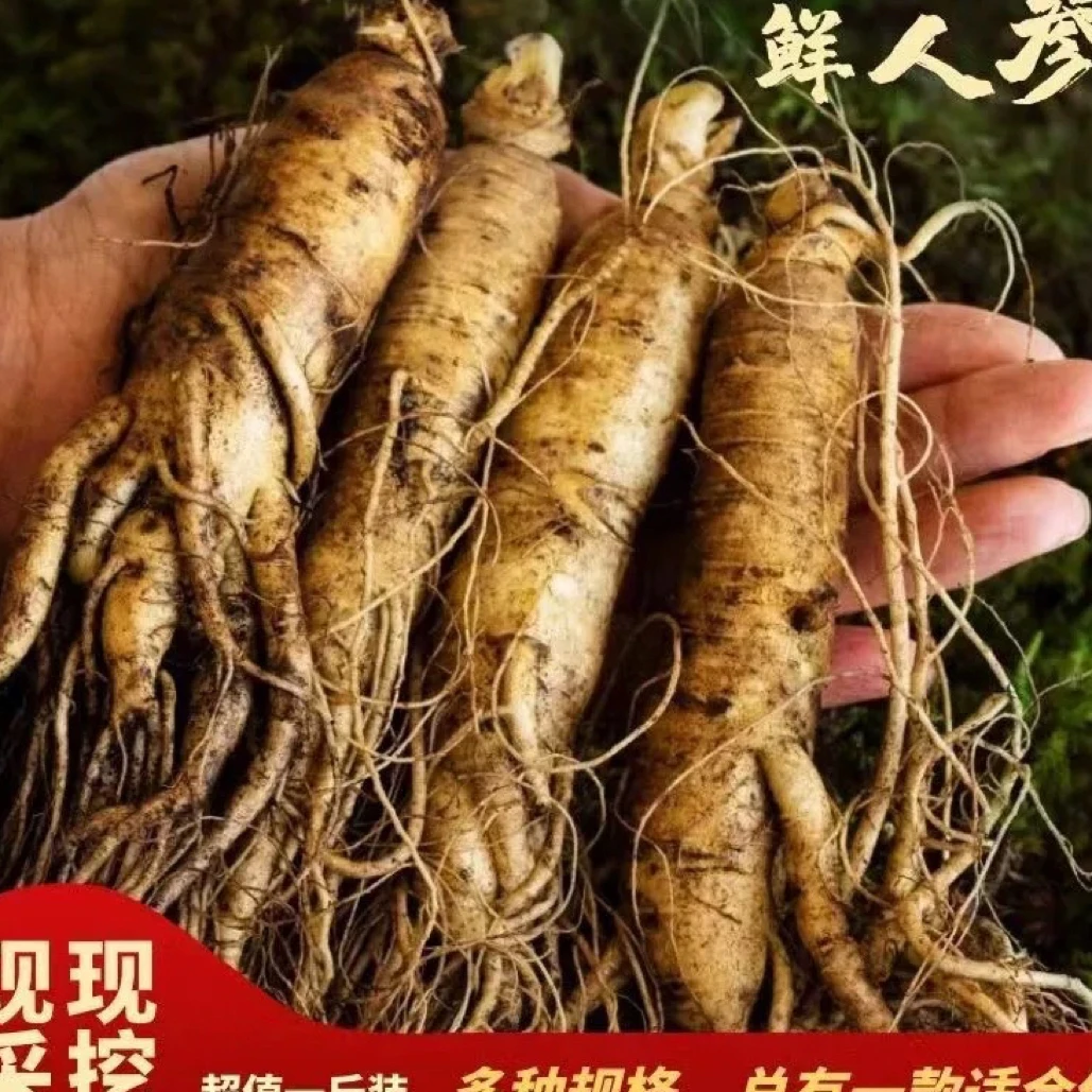 正宗长白山人参 6年鲜人参12-15支一斤 煲汤 泡酒泡茶 送礼佳品