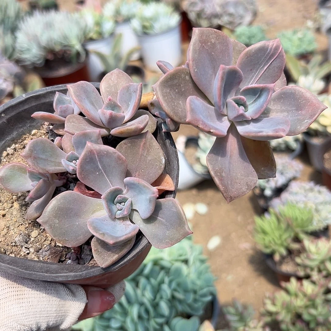 多肉植物多肉植物