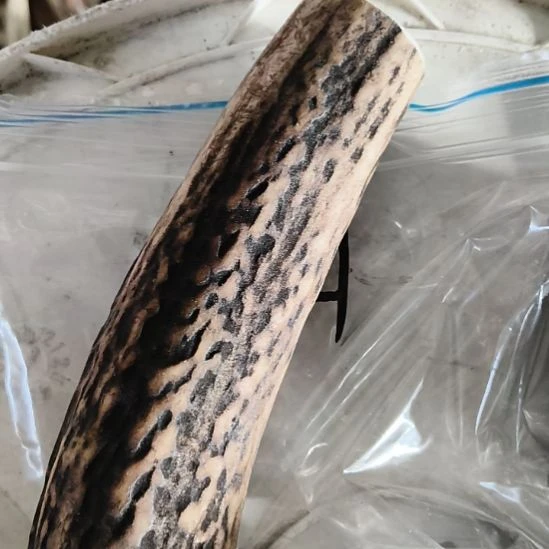 随***柳鹿角鹿角鹿角鹿角鹿角鹿角