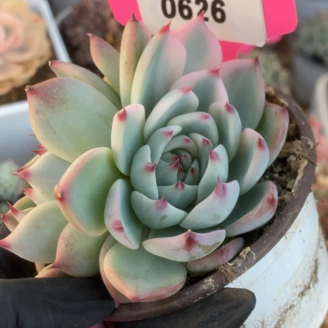 626吉娃娃看锦锦锦锦锦