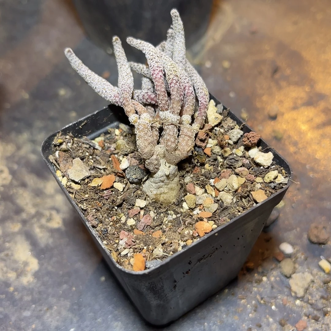 迷你牧师一物一拍