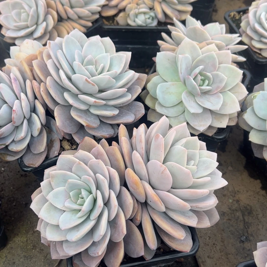 红茶双头多肉植物