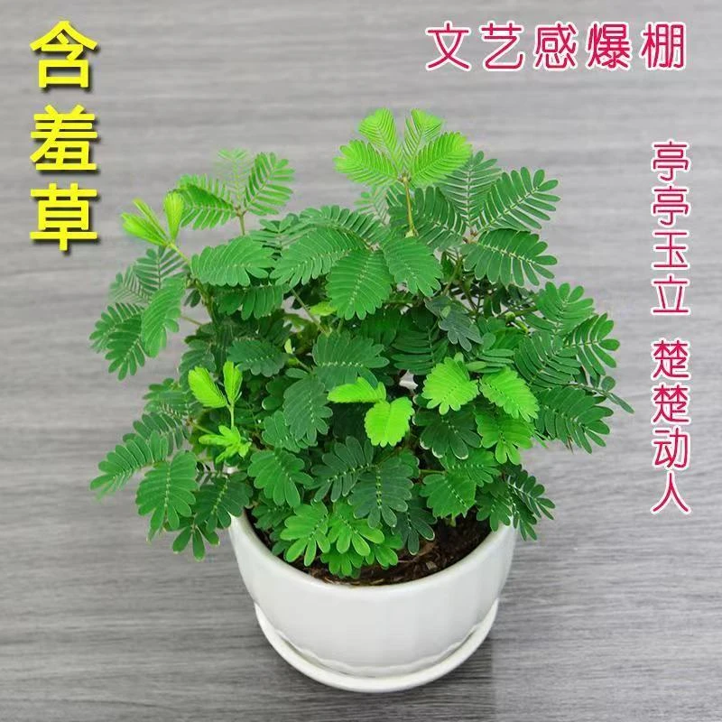 四季播种彩叶含羞草花种子四季易活奇趣植物害羞草室内外阳台盆栽
