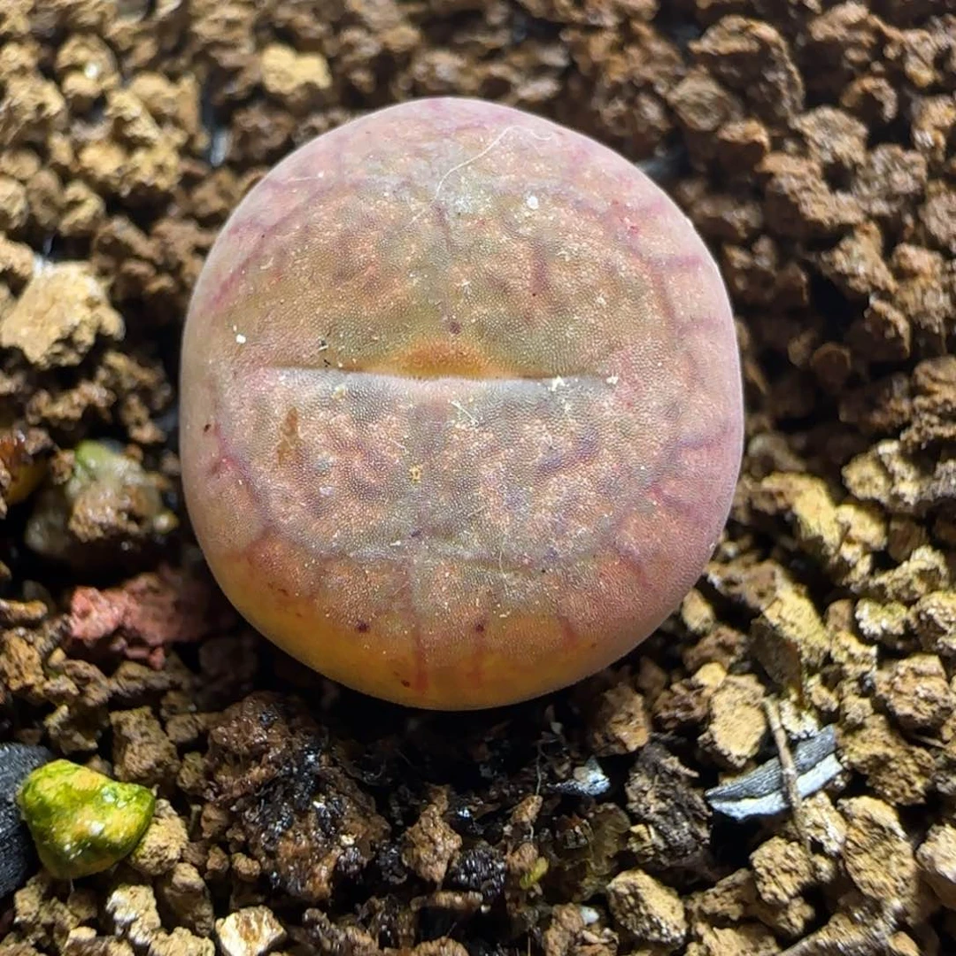 y****畅2.2号多肉墨杂39号