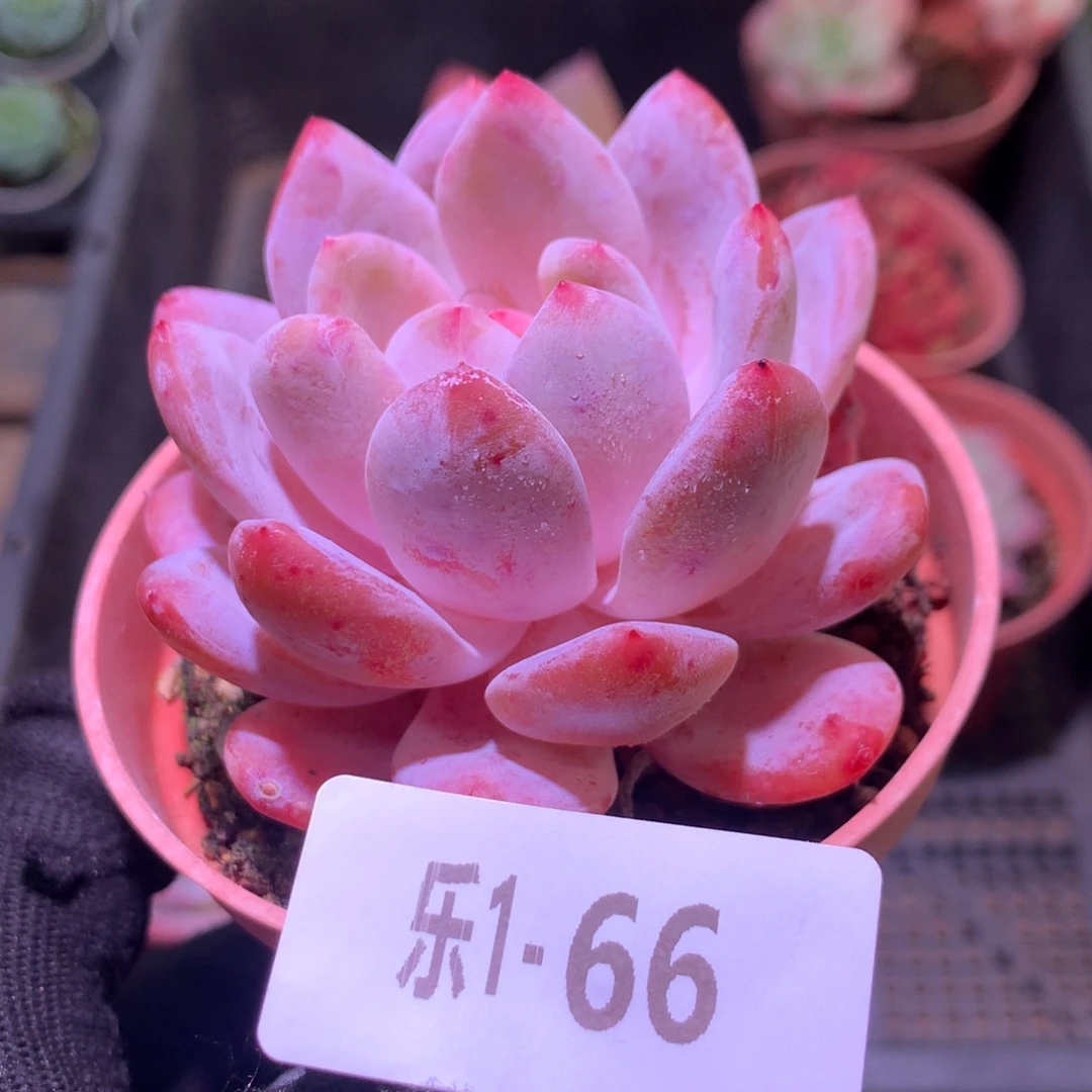 乐然1 -66 橙梦露