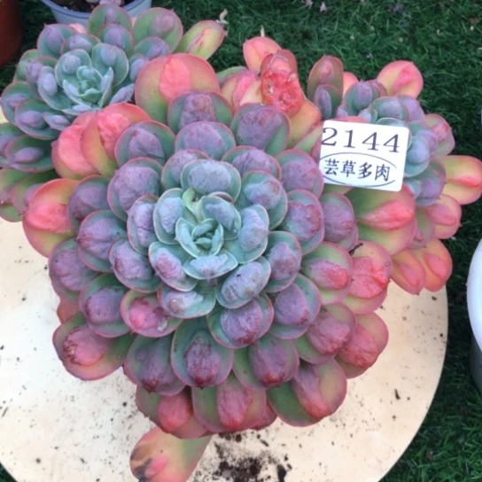 雨滴，2144，一物一拍