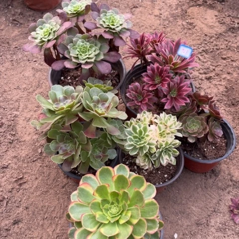 963多肉植物组合，