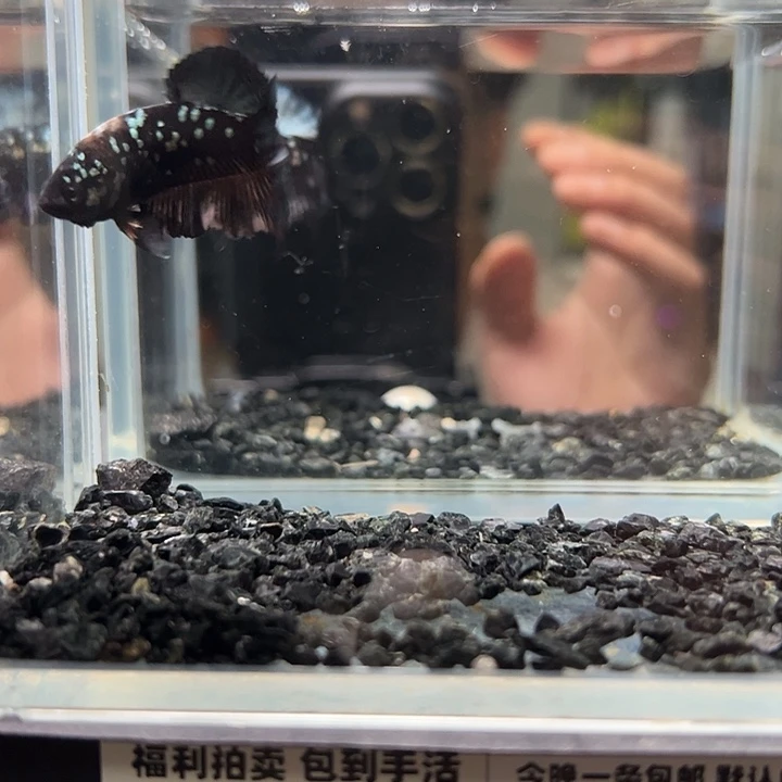 斗鱼跑单拉黑7日75