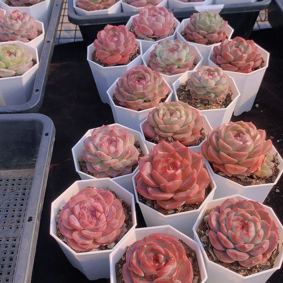 7颗组合234567899900000