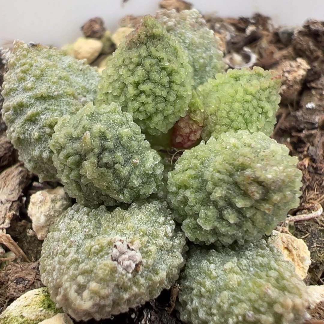 丸叶翠绿石多肉植物水泡多肉植物