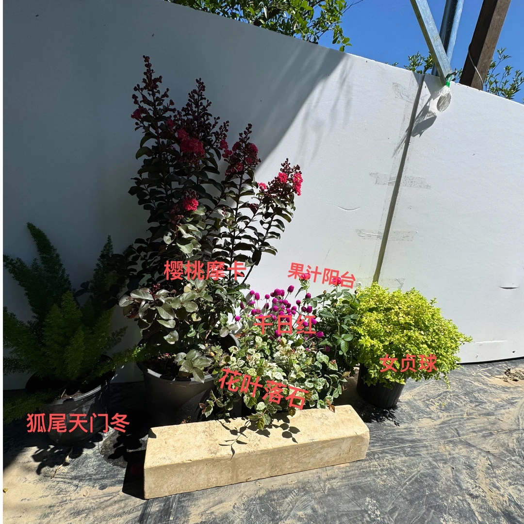 阳台露台花园 花香组合1000*400到手6棵