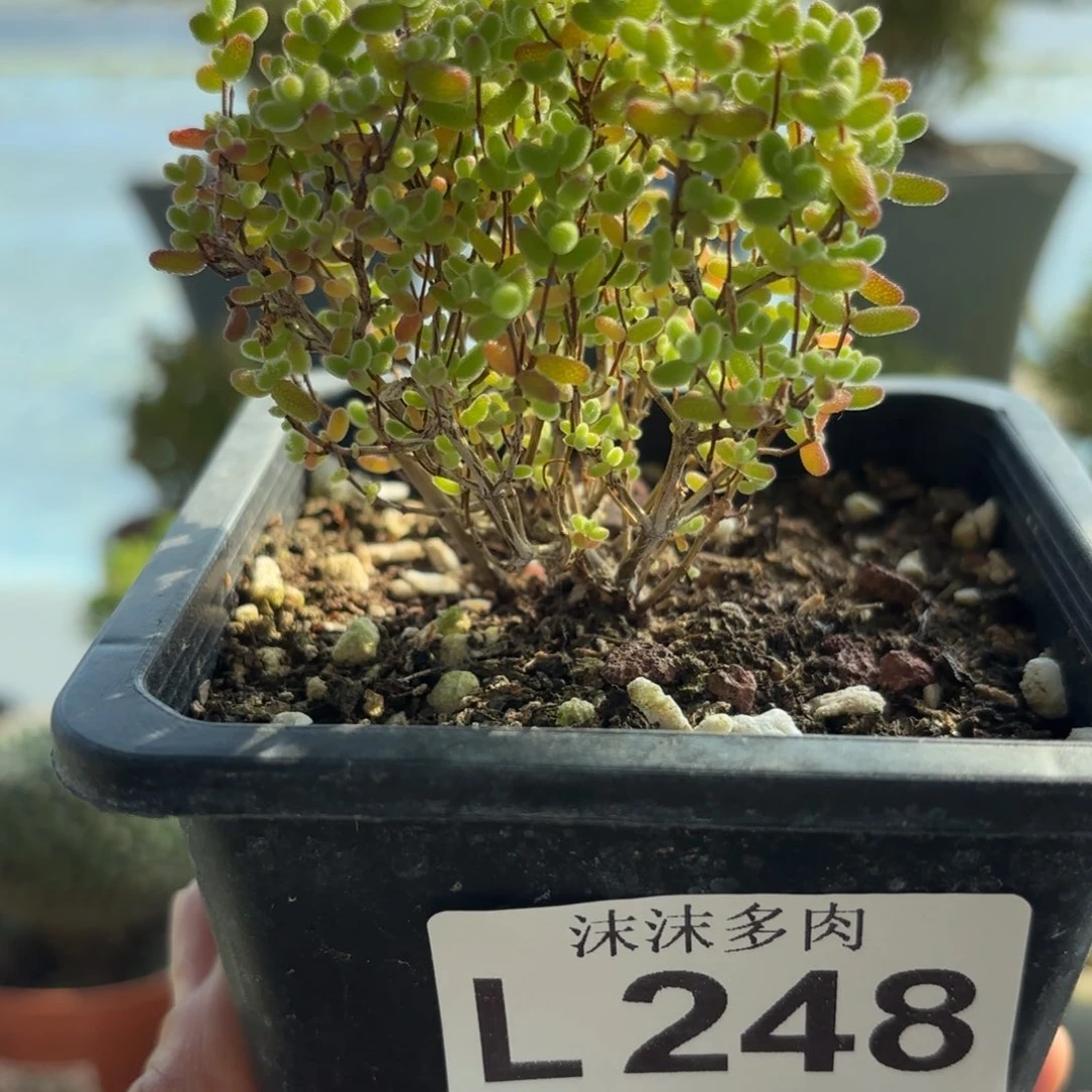 248蜜橘糖球枝干福利开播