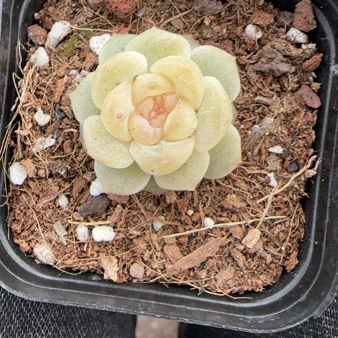 多肉小卡拉米糖心一物一拍