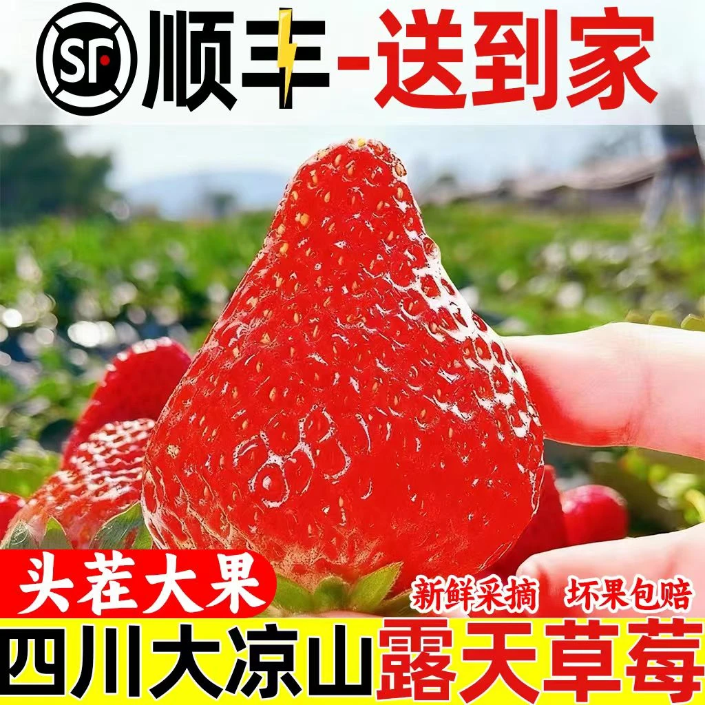 顺丰速运】大凉山草莓正宗露天高原当季新鲜草莓水果包邮