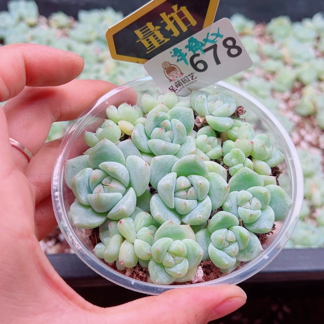 多肉植物多肉植物