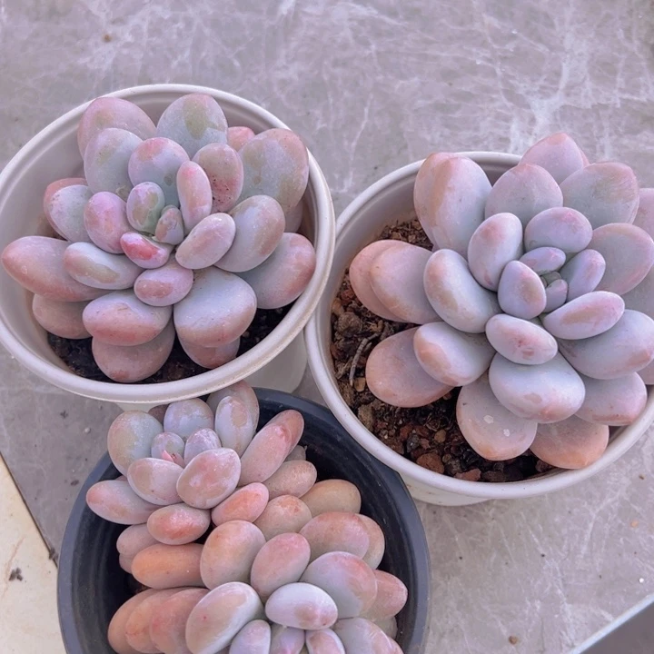 健健康康平平安安