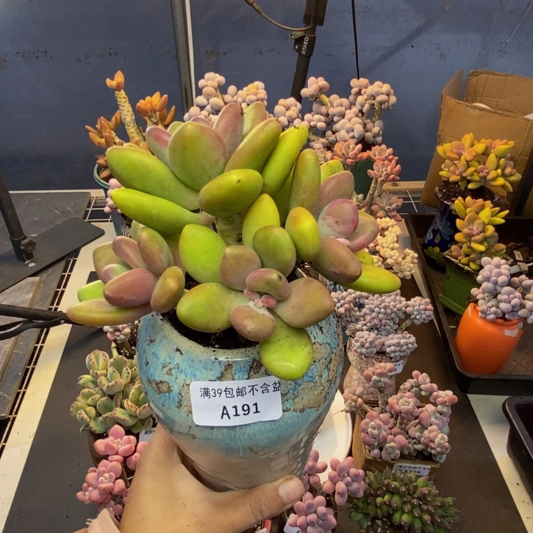 191芒果奶多肉11c m