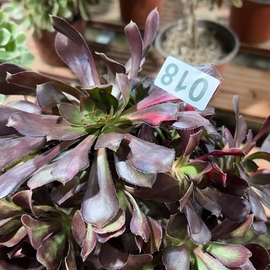 天***意多肉植物一个法师018