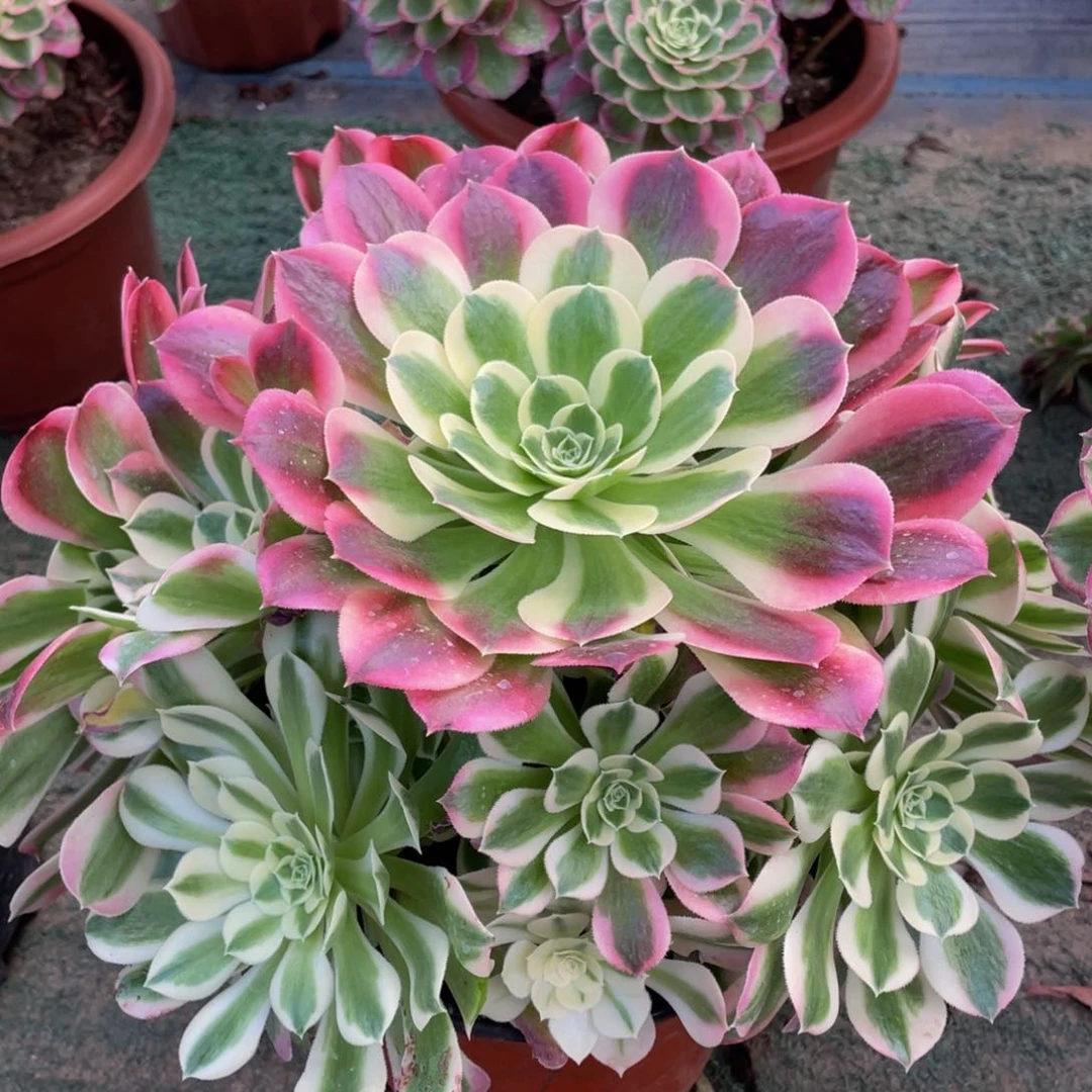 512大白凤精品法师多肉