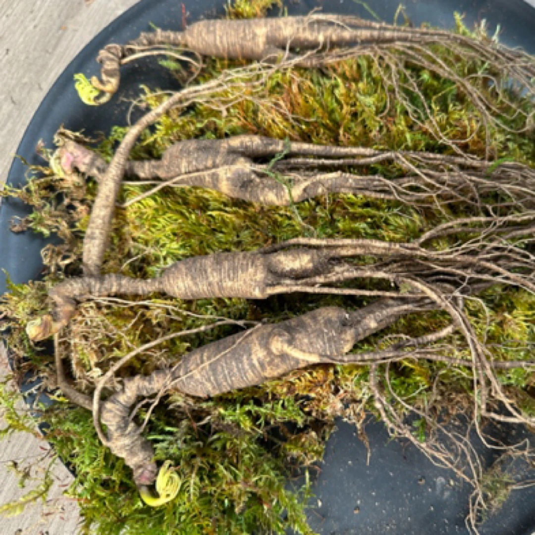 精品高年头林下参（放山货）一物一拍