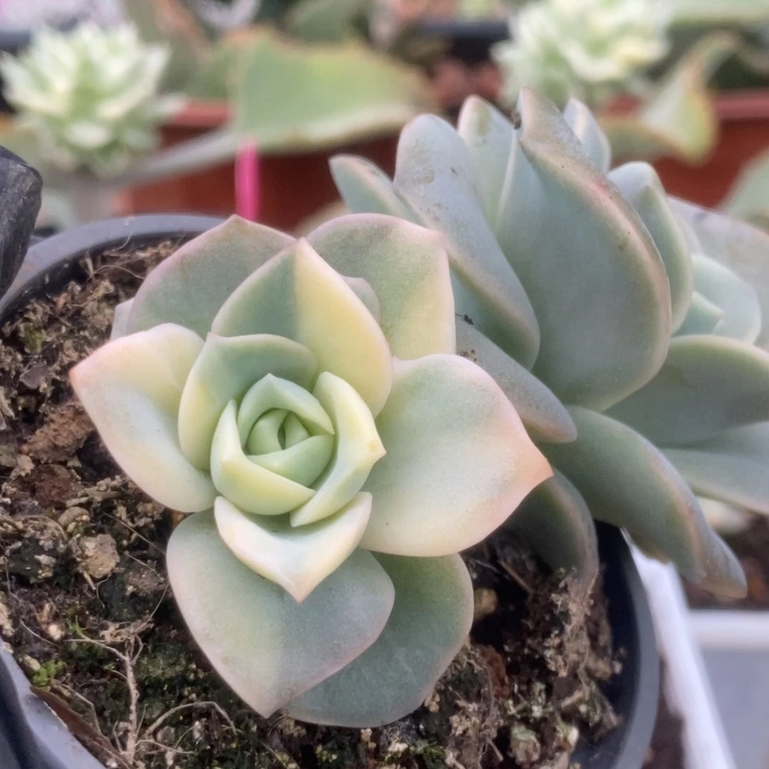 362可爱玫瑰锦锦锦锦锦